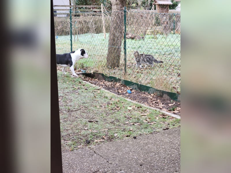 Bulett sucht neues Zuhause