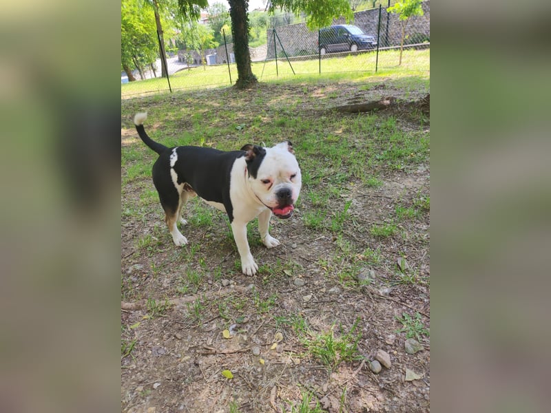 Bulett sucht neues Zuhause