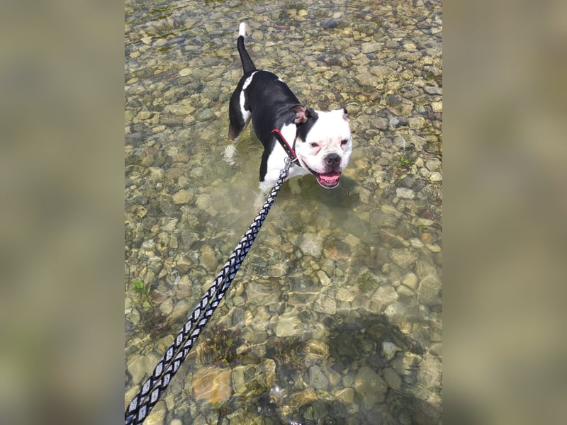 Bulett sucht neues Zuhause