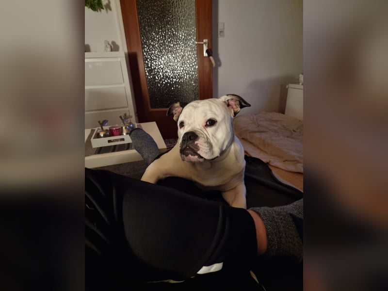 Bulett sucht neues Zuhause