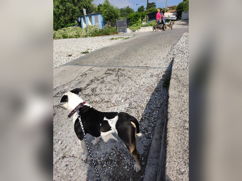 Bulett sucht neues Zuhause