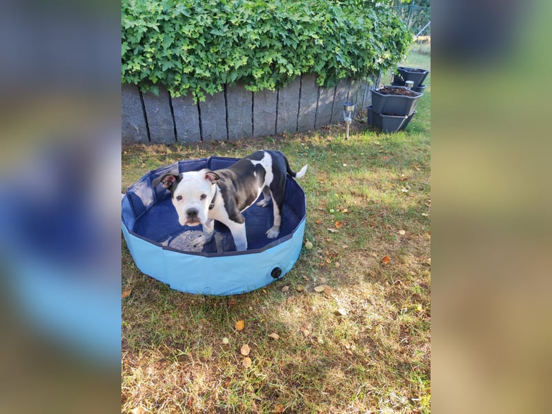 Bulett sucht neues Zuhause