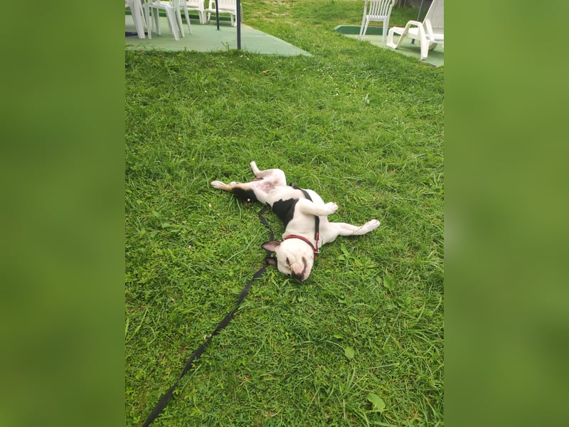 Bulett sucht neues Zuhause