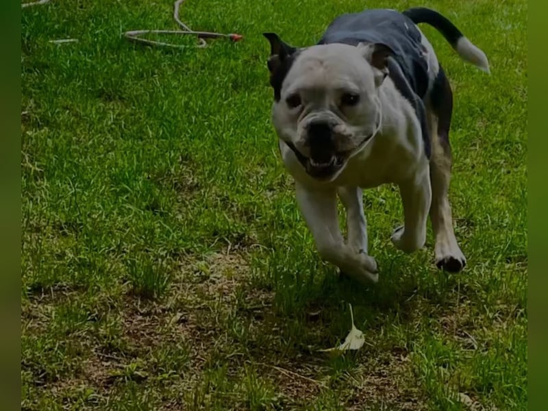 Bulett sucht neues Zuhause