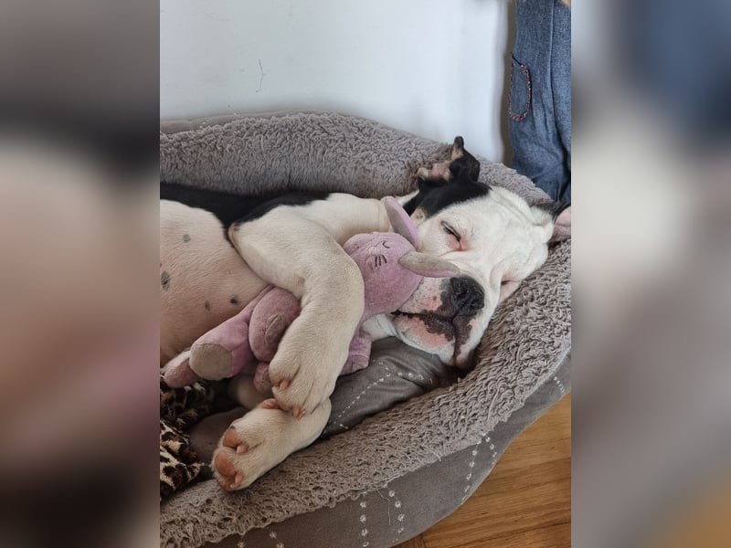 Bulett sucht neues Zuhause