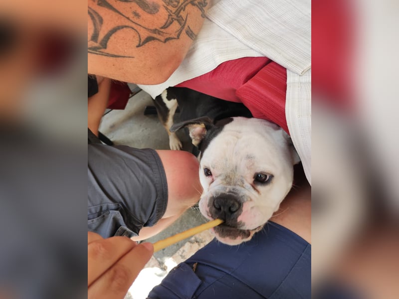 Bulett sucht neues Zuhause