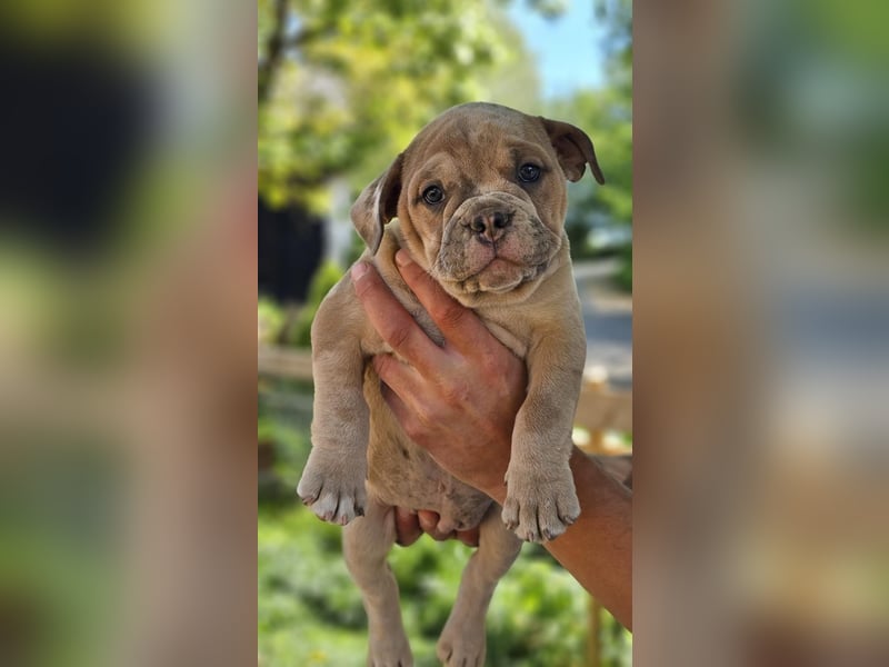 Old English Bulldog Welpen
