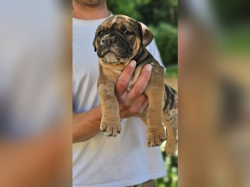 Old English Bulldog Welpen