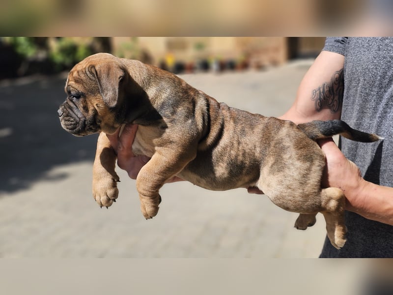 Old English Bulldog Welpen