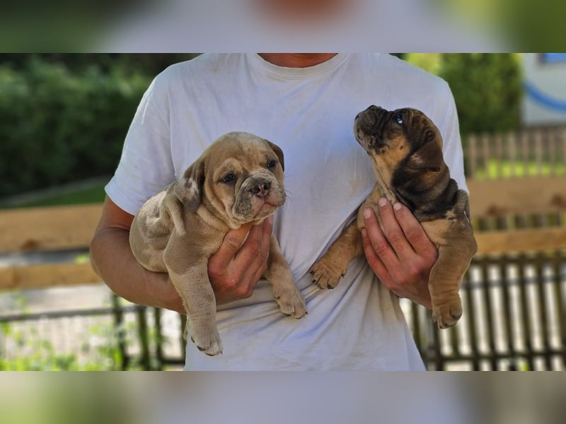 Old English Bulldog Welpen