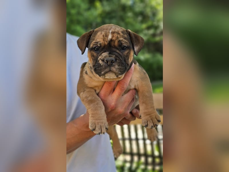 Old English Bulldog Welpen