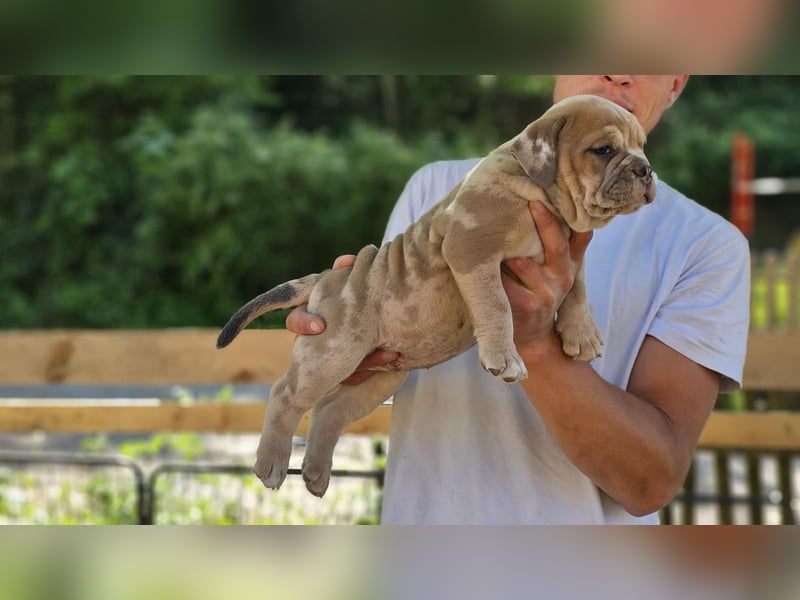 Old English Bulldog Welpen