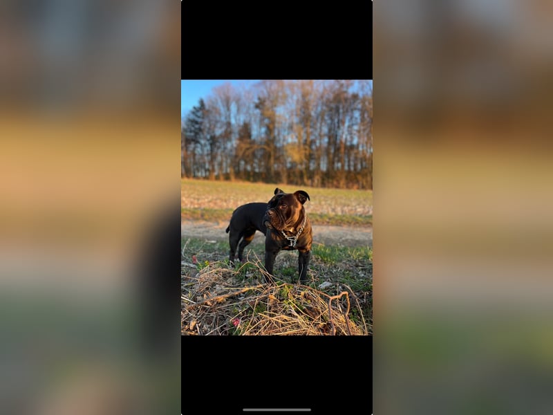 Old English Bulldog Welpen