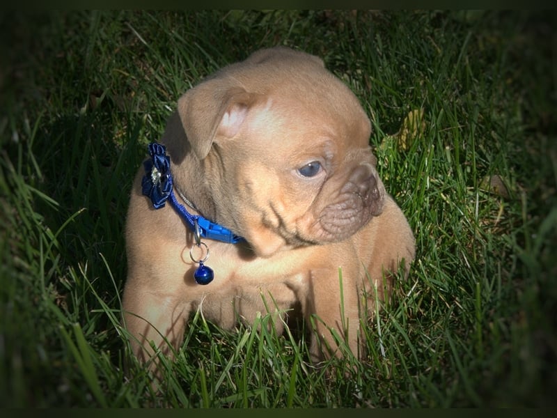 Old English Bulldog / New English Bulldog Welpen Spitzenverpaarung