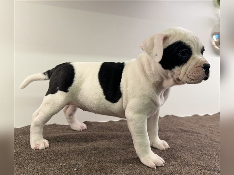 OEB old English bulldog mix