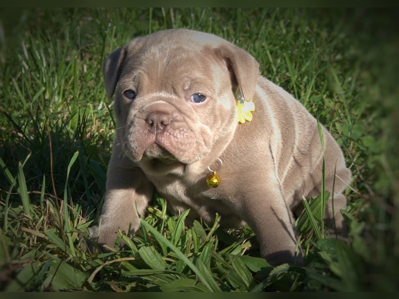 Old English Bulldog / New English Bulldog Welpen Spitzenverpaarung