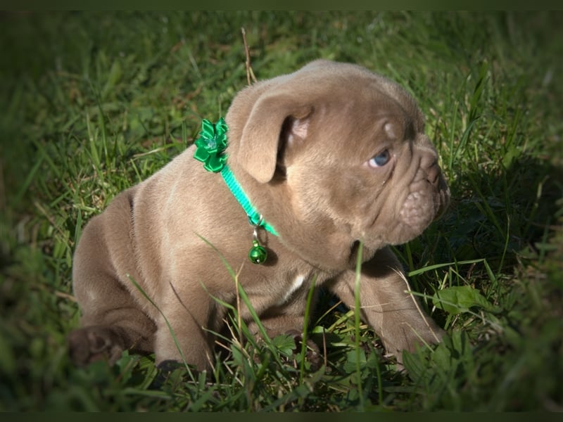 Old English Bulldog / New English Bulldog Welpen Spitzenverpaarung