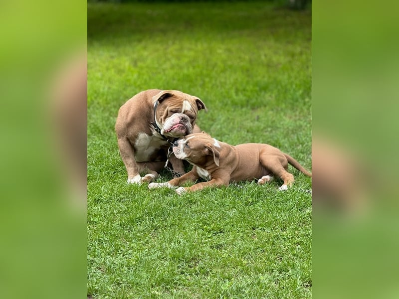 Old englisch Bulldog Welpen Bullforce Blutlinie