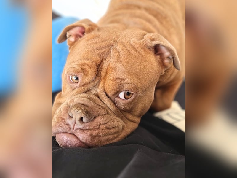 Capone - ist immer freundlich