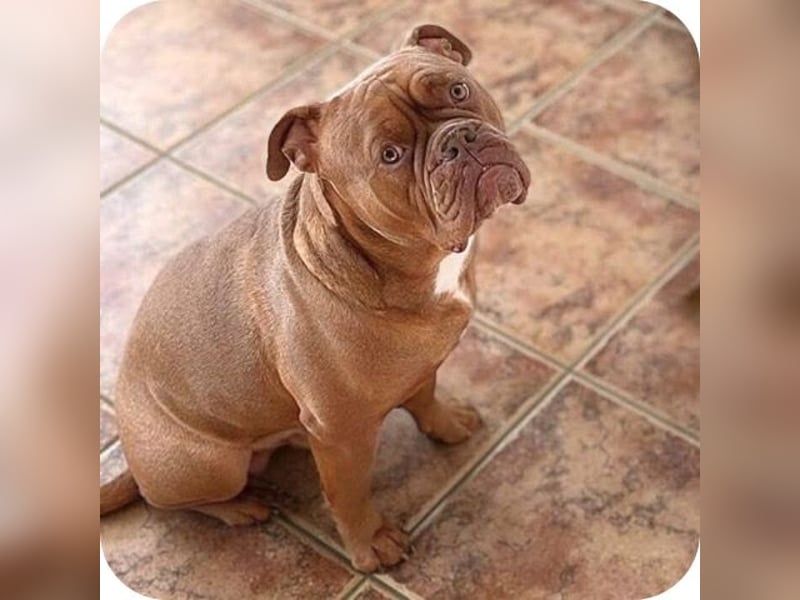 Capone - ist immer freundlich