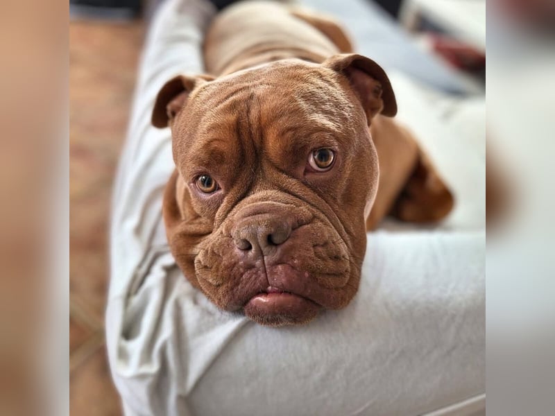 Capone - ist immer freundlich