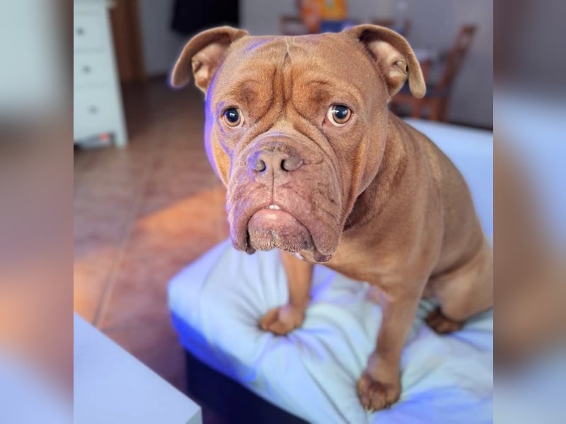 Capone - ist immer freundlich