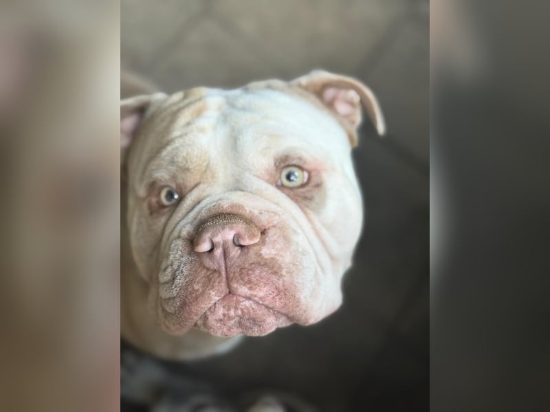 Old englische Bulldogge