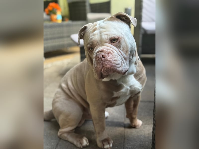 Old englische Bulldogge