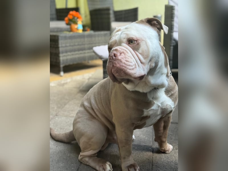 Old englische Bulldogge