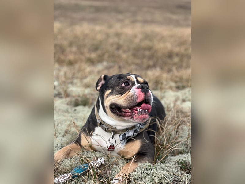 OEB Old englisch Bulldogge Rüde 3 Jahre alt