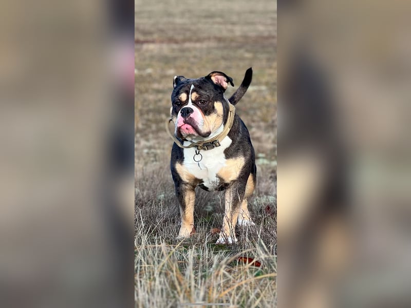 OEB Old englisch Bulldogge Rüde 3 Jahre alt