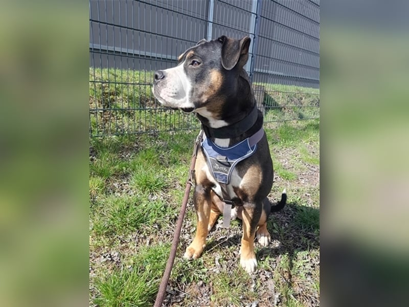 Kalle sucht endlich sein Zuhause