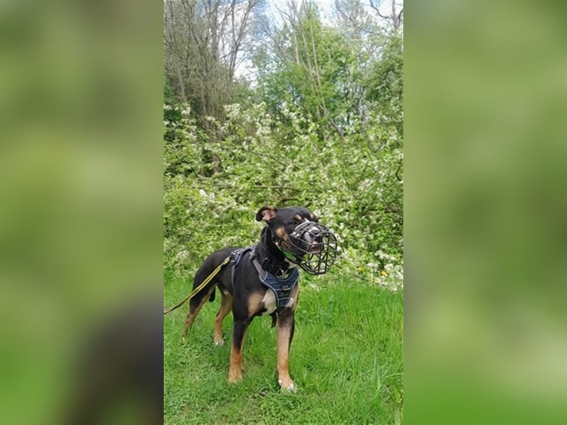 Kalle sucht endlich sein Zuhause