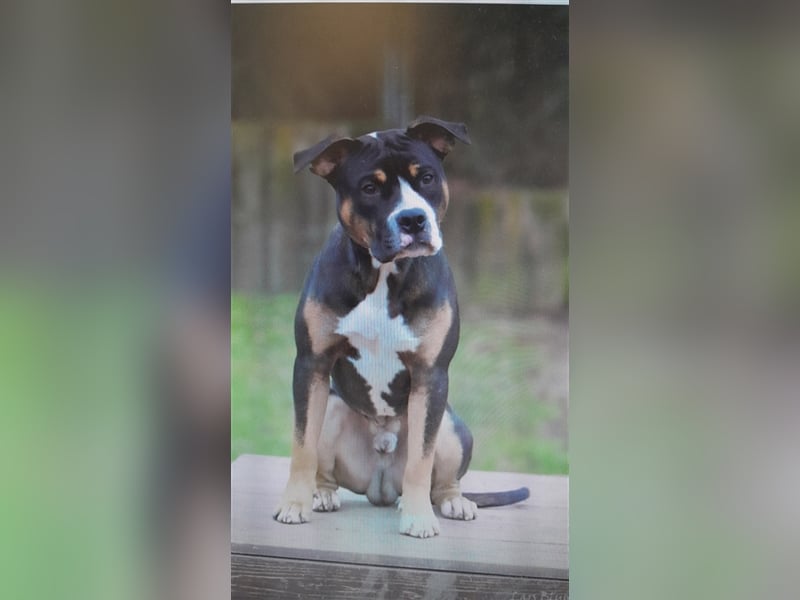 Kalle sucht endlich sein Zuhause