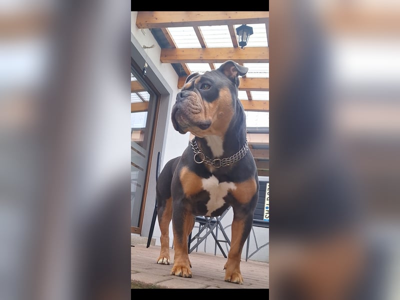 Wurfankündigung Old English Bulldog Welpen
