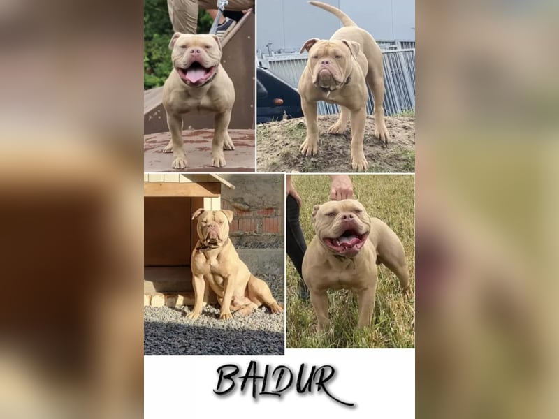 Wurfankündigung Old English Bulldog Welpen