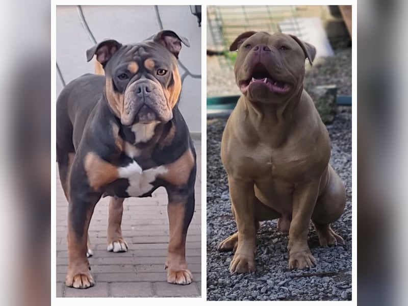 Wurfankündigung Old English Bulldog Welpen