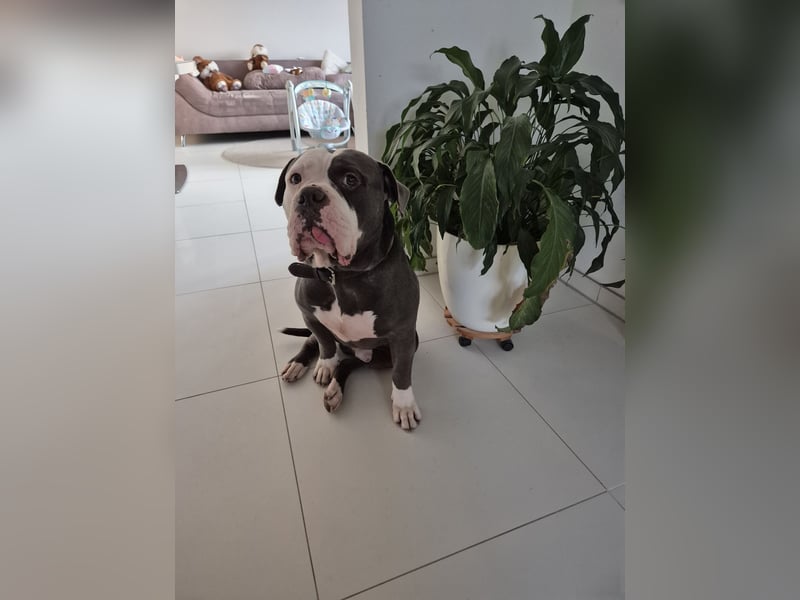 Old English Bulldog Rüde Samy