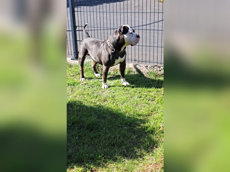 Old English Bulldog Rüde Samy