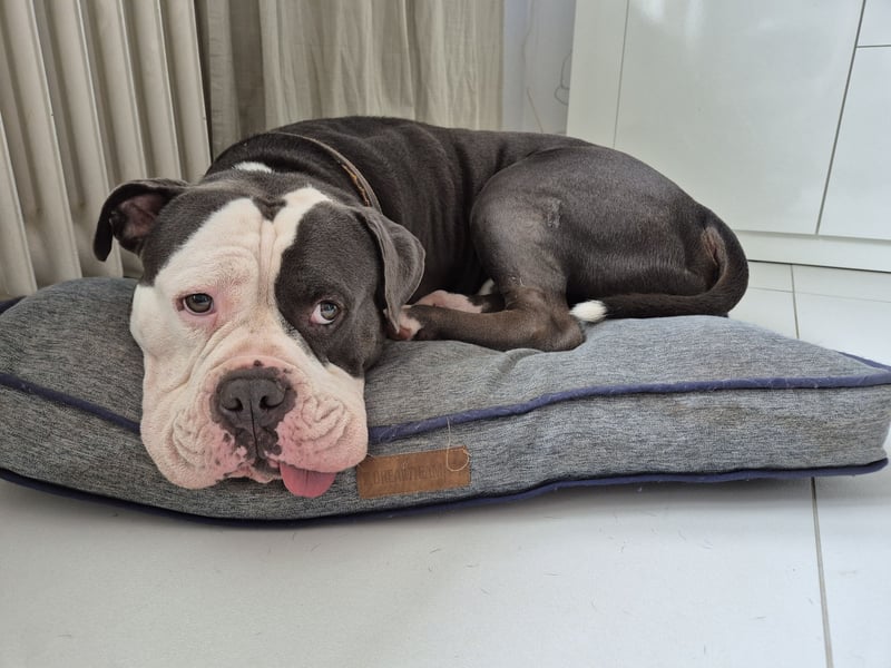Old English Bulldog Rüde Samy