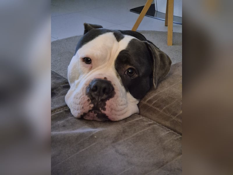 Old English Bulldog Rüde Samy