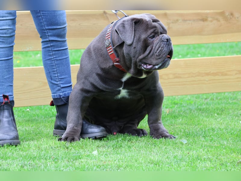 Toller Old English bulldog Rüde sucht eine neue Familie