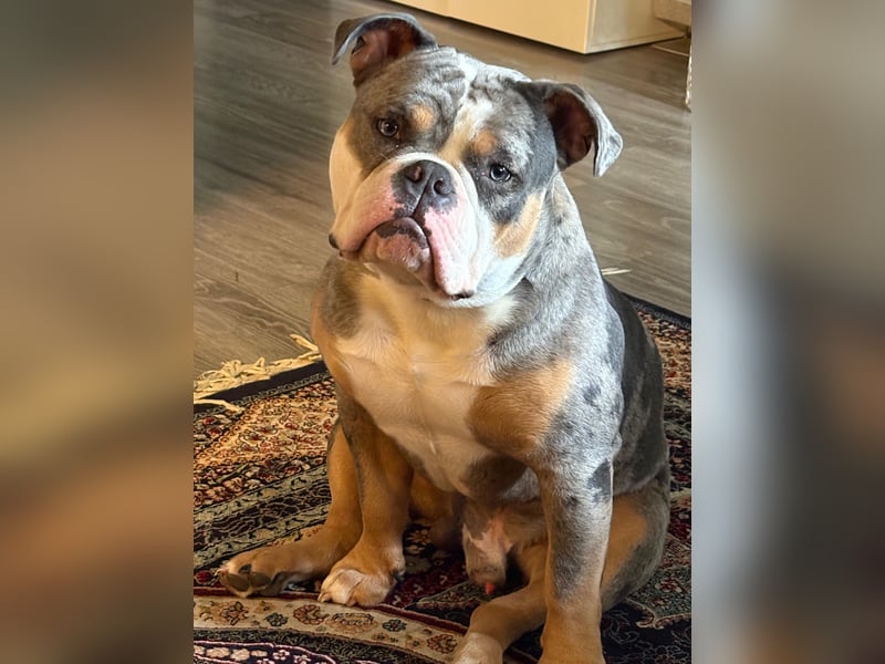 New English Bulldog