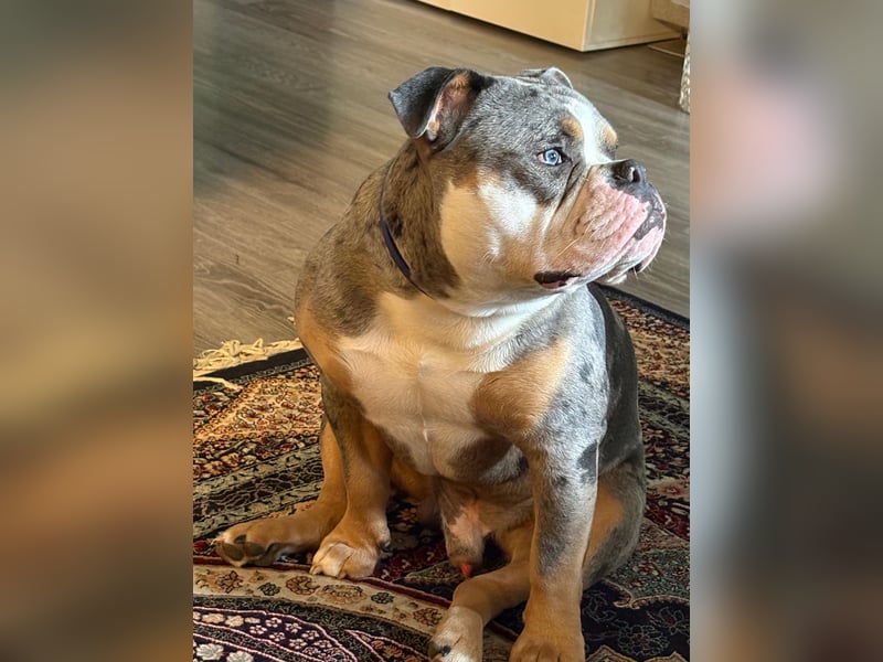 New English Bulldog