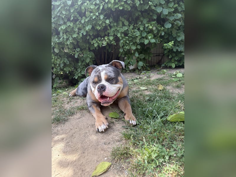 New English Bulldog