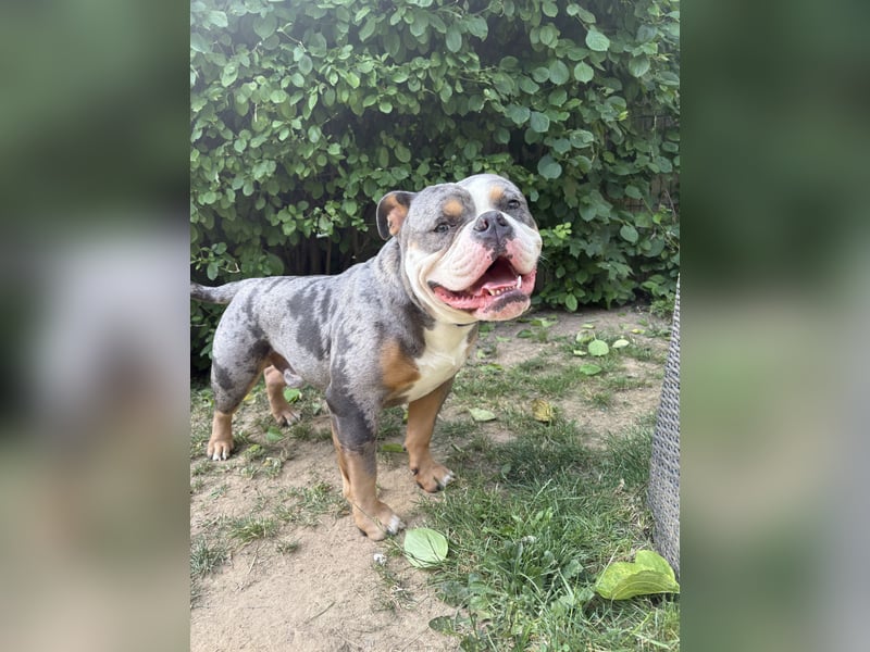 New English Bulldog