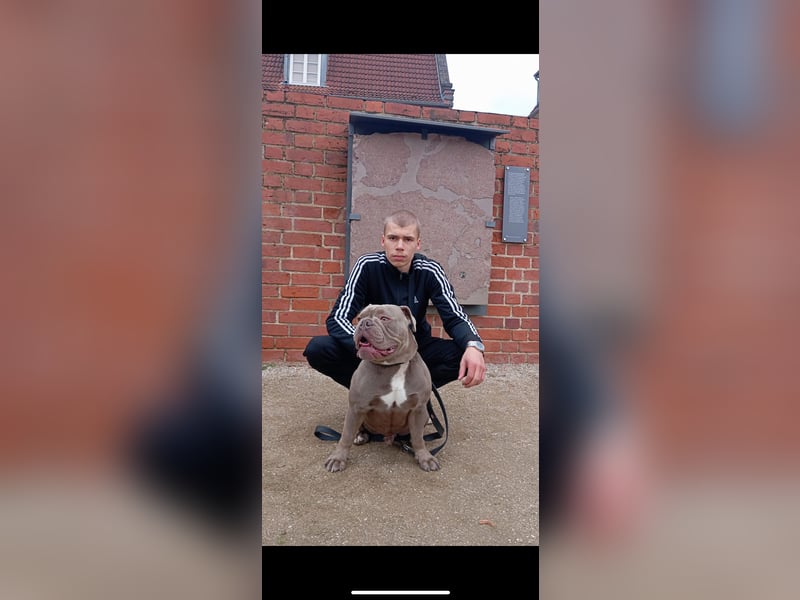 Mein Old englisch Bulldog rüde ist zum decken bereit