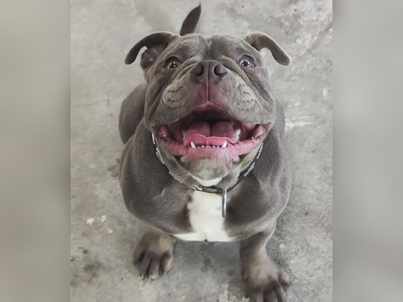 Mein Old englisch Bulldog rüde ist zum decken bereit