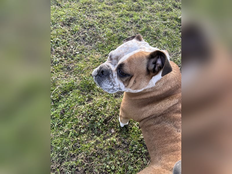 Old English Bulldog
