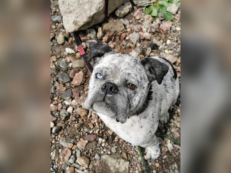 Old English Bulldog
